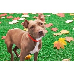 Photo of Mouse, adoptable American Staffordshire Terrier in Ft Lauderdale, Florida