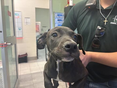 Photo of Fred, adoptable American Pit Bull Terrier in Grand Prairie, Texas
