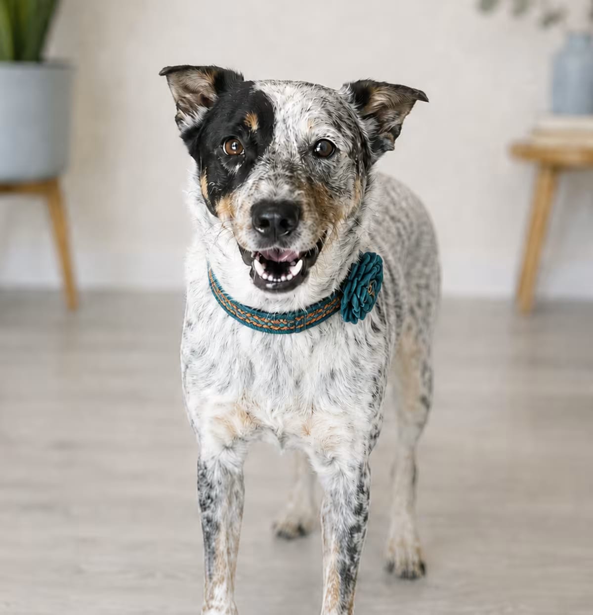 Photo of Gwen, adoptable Australian Cattle Dog/Mixed Breed (Medium) in Phoenix, Arizona