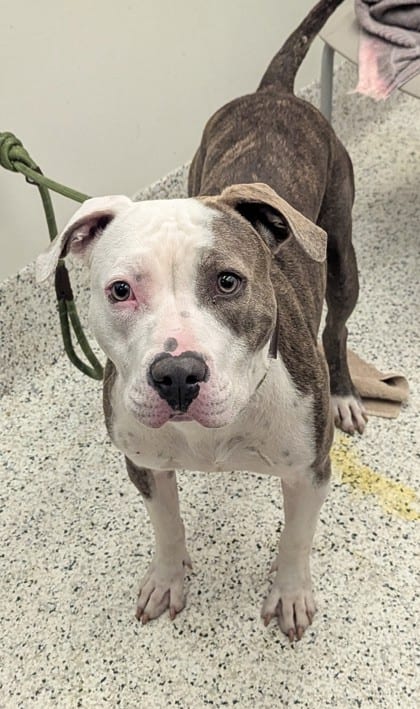 Photo of Starletta, adoptable dog in Atlanta, Georgia