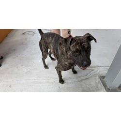 Photo of Raja, adoptable Terrier (Unknown Type, Medium) in Doral, Florida