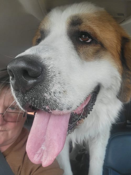 Photo of Preacher, adoptable Saint Bernard in Pipe Creek, Texas