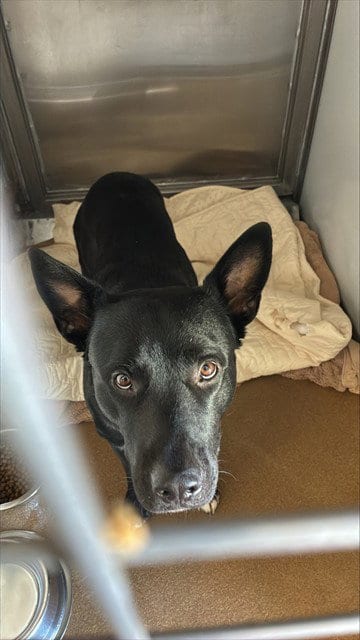 Photo of The Count, adoptable Pit Bull Terrier in San Jose, California