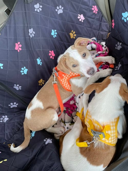 Photo of Keelan, adoptable Australian Cattle Dog/Blue Heeler in Brooklyn Center, Minnesota