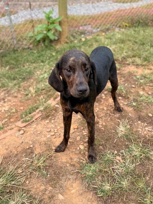 Photo of Winnie, adoptable Labrador Retriever in Lovingston, Virginia