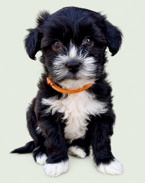 Photo of Shop: Bloomies, adoptable Maltese in Romoland, California