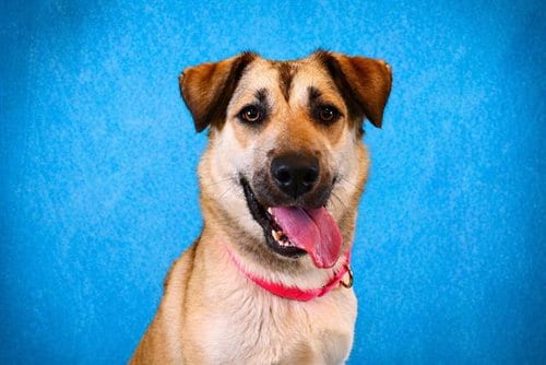 Photo of Leslie, adoptable German Shepherd Dog in Pearland, Texas