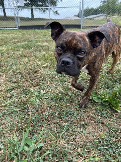 Photo of Scotch, adoptable French Bulldog in Steeleville, Illinois