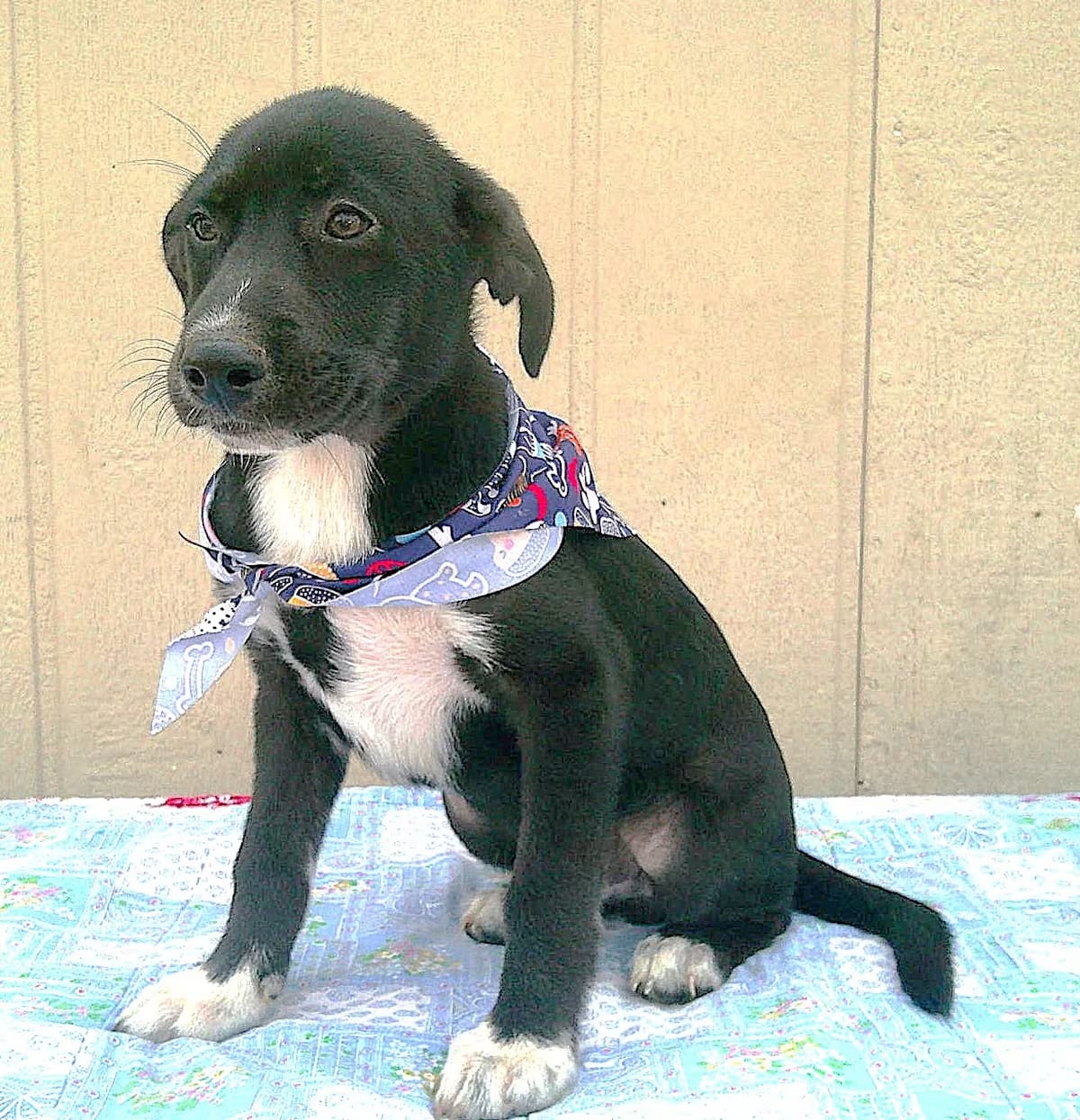 Photo of Lobo, adoptable Labrador Retriever/Border Collie in Farmington, Connecticut