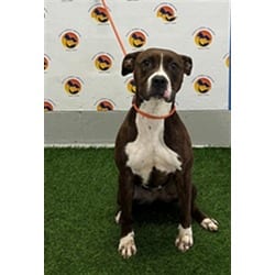 Photo of Princess, adoptable Mixed Breed (Medium) in Land O'Lakes, Florida