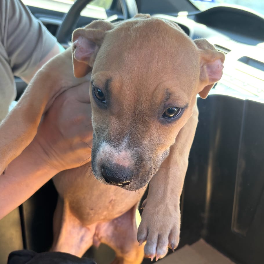 Photo of Zizi, adoptable Terrier / Mix in Marshall, Texas