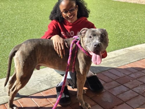 Photo of Pablo, adoptable American Pit Bull Terrier in Derwood, Maryland