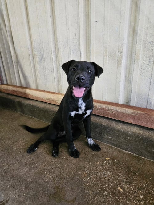 Photo of Fresa, adoptable Labrador Retriever in El Centro, California