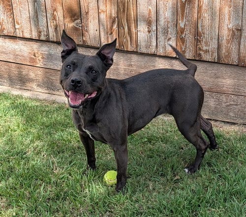 Photo of Harley, adoptable Staffordshire Bull Terrier in Plano, Texas