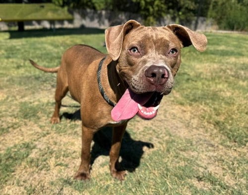 Photo of Lucy, adoptable Pit Bull Terrier in Temple, Texas
