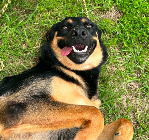 Photo of Joy, adoptable Terrier in Abbeville, Louisiana