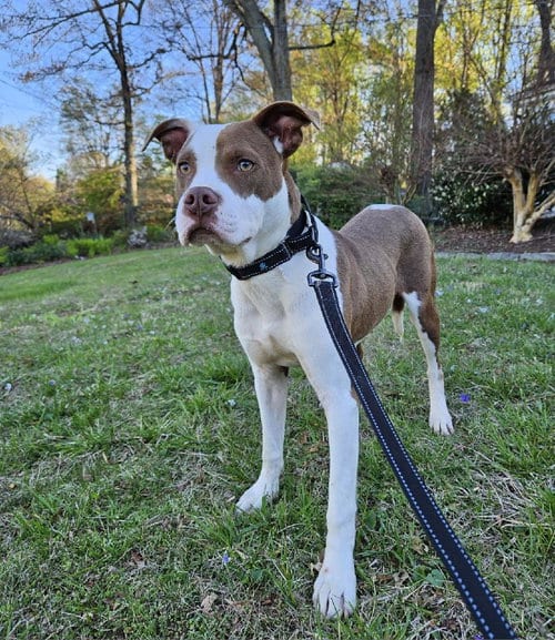 Photo of Enzo, adoptable American Pit Bull Terrier in Forest, Virginia