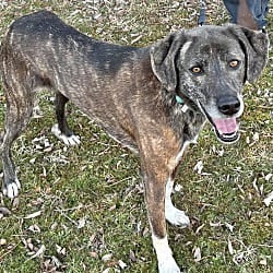 Photo of Clara, adoptable Hound (Unknown Type) in East Hartford, Connecticut