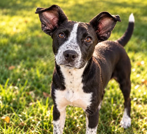 Photo of Wren, adoptable Pointer in Mooresville, North Carolina