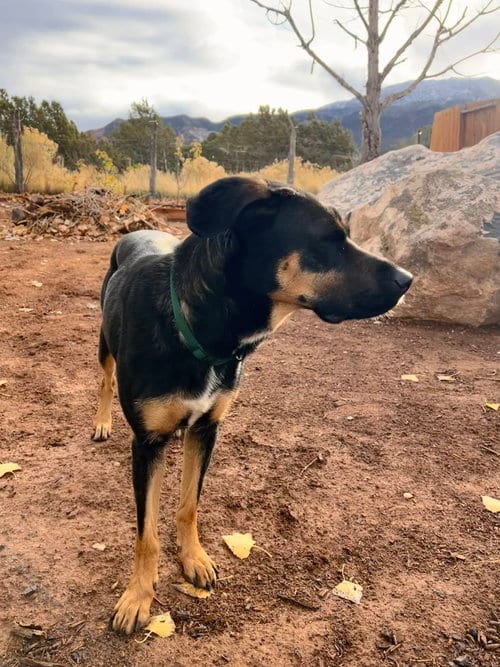 Photo of Zena, adoptable Shepherd in MIDWAY, Utah