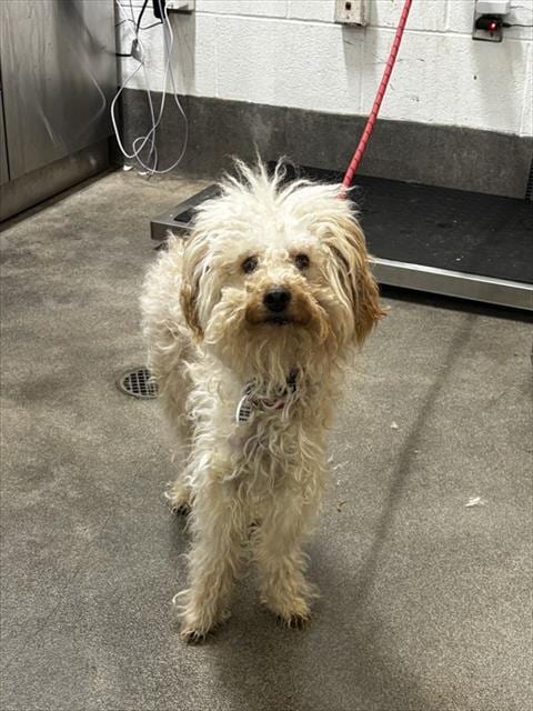Photo of Nettie, adoptable Poodle (Miniature) in Forestville, Maryland