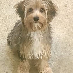 Photo of Precious, adoptable Shih Tzu Yorkie, Yorkshire Terrier in Santa Clarita, California