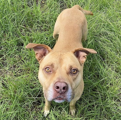 Photo of Arnold, adoptable Staffordshire Bull Terrier in Ocala, Florida