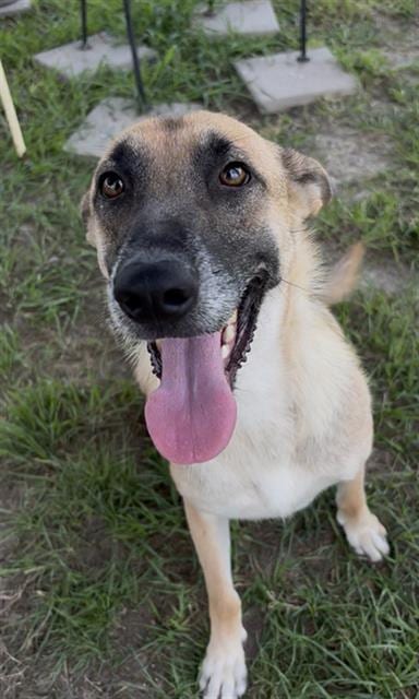 Photo of Penny, adoptable German Shepherd Dog in Rosenberg, Texas