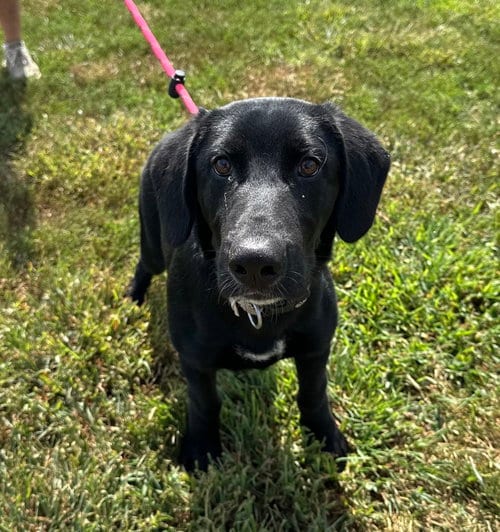 Photo of Samurai, adoptable Labrador Retriever in Evansville, Indiana