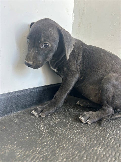 Photo of A170454, adoptable Chihuahua in Bakersfield, California