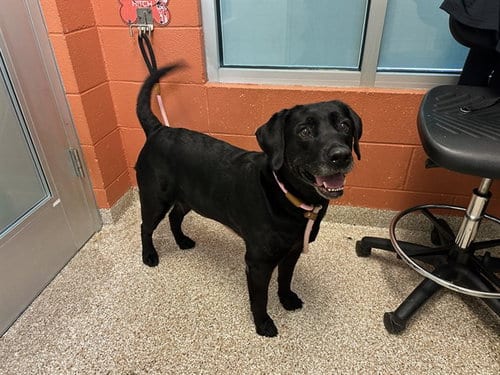 Photo of Khloe, adoptable Labrador Retriever in Pueblo, Colorado