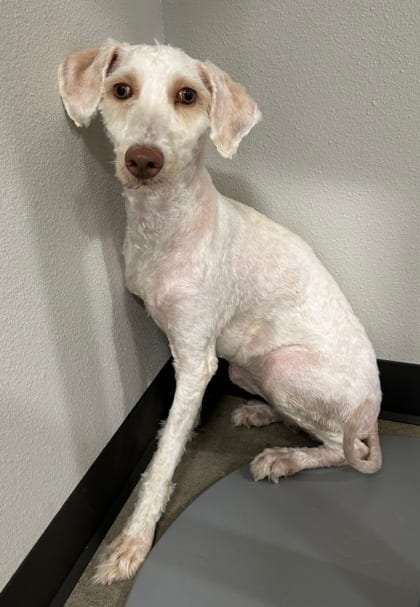 Photo of Shelby, adoptable Poodle - Standard mix