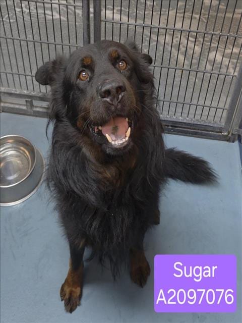 Photo of Sugar, adoptable Chow Chow in Houston, Texas