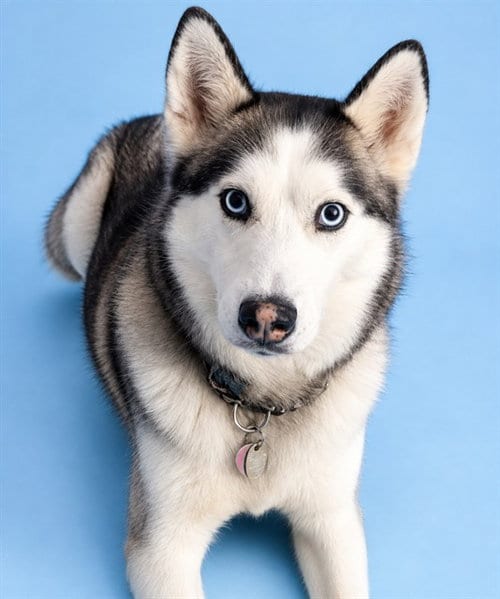 Photo of Roxy, adoptable Siberian Husky in Westminster, Maryland