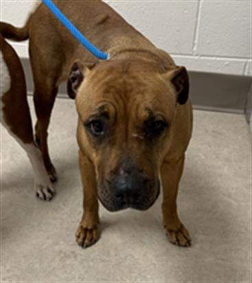 Photo of Shania, adoptable Pit Bull Terrier in Saginaw, Michigan