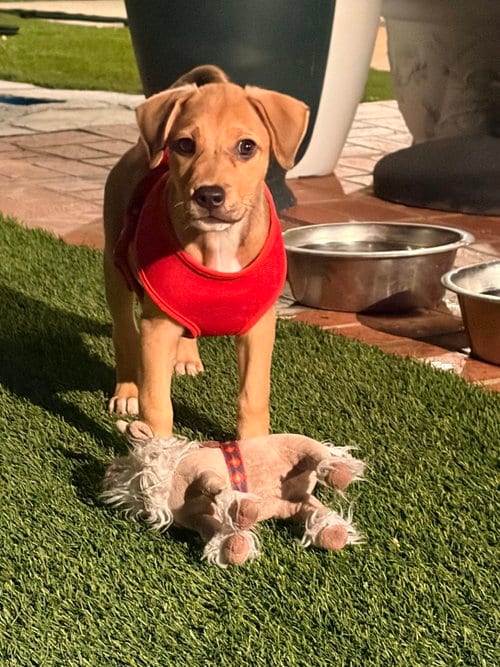 Photo of Val, adoptable Labrador Retriever in Escondido, California