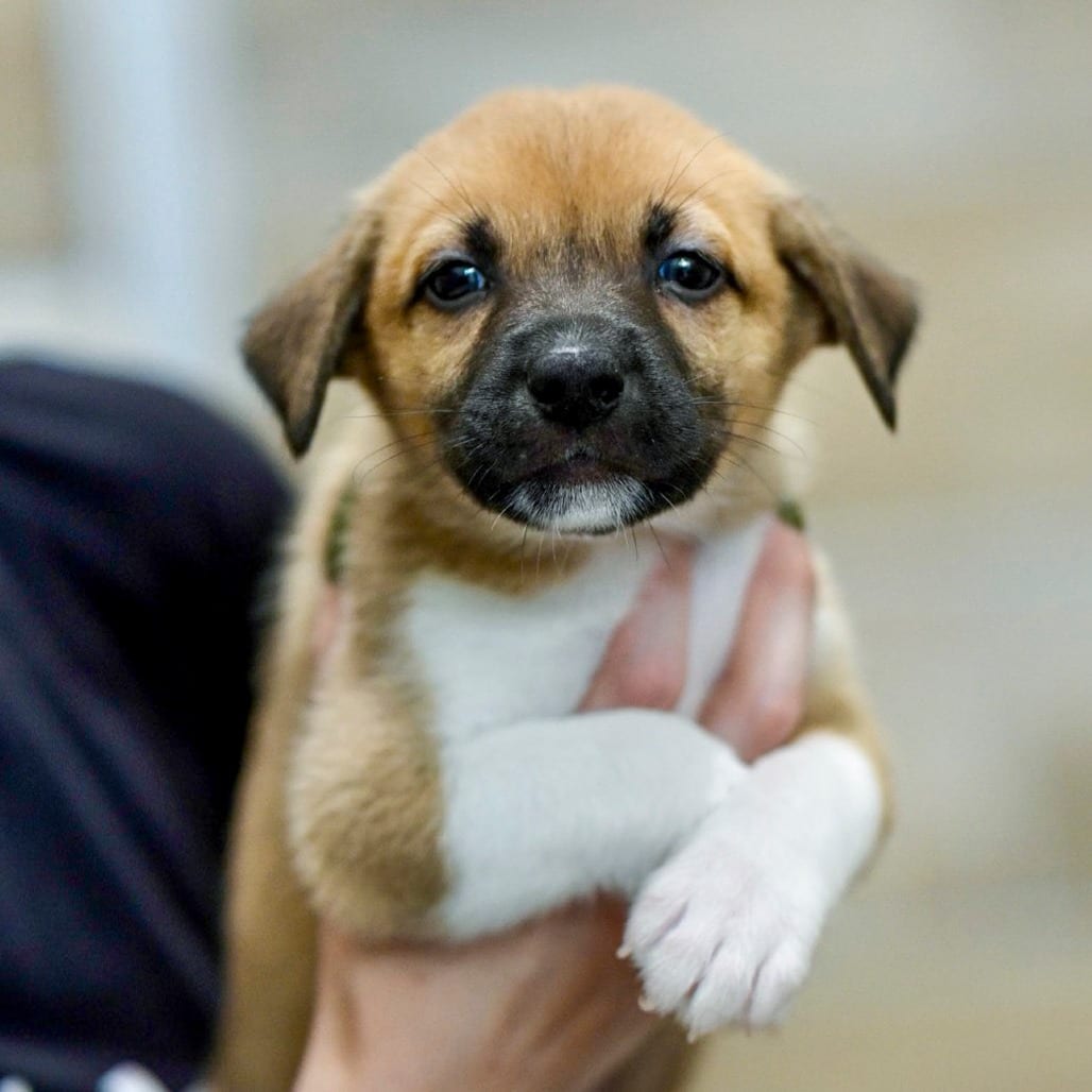 Photo of Sloth Bear, adoptable Retriever, Labrador / Mixed Breed (Medium) in Chapel Hill, North Carolina
