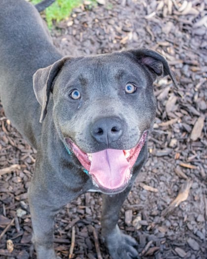 Photo of Jye, adoptable dog in Chamblee, Georgia