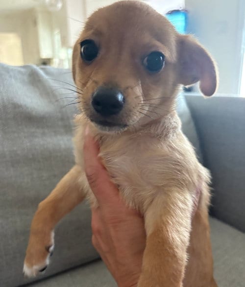 Photo of Eagle, adoptable Unknown breed in Rancho Santa Fe, California