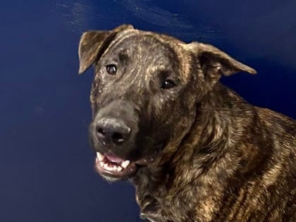 Photo of Evertrust, adoptable dog in Georgetown, Texas