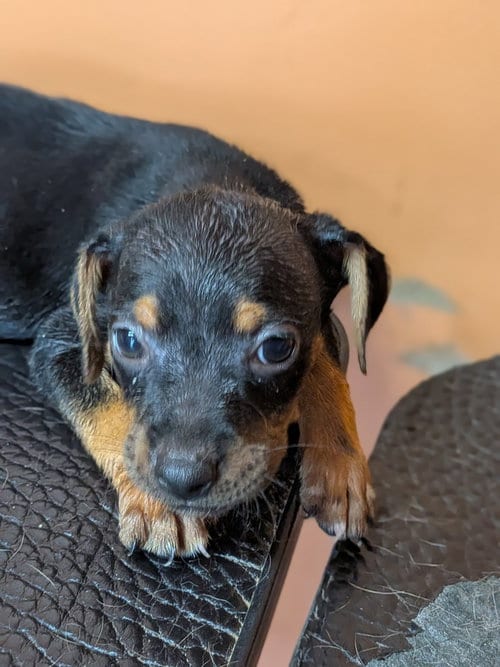 Photo of Oliver, adoptable Unknown breed / mixed in garner, North Carolina