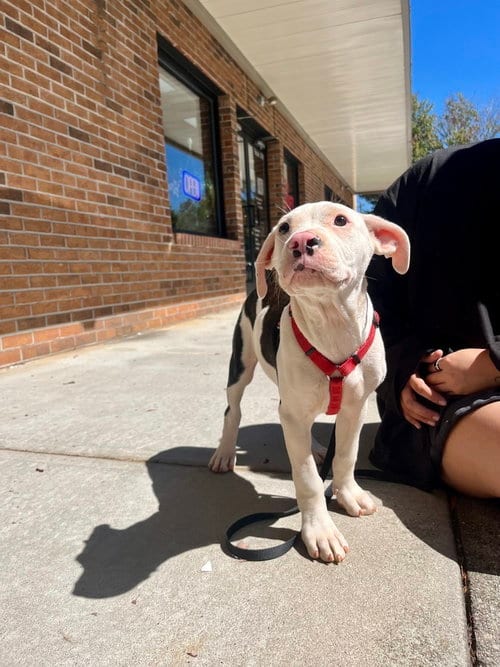 Photo of Joshua Tree, adoptable Terrier in Candler, North Carolina