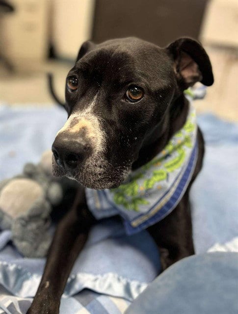 Photo of Lexy, adoptable Pit Bull Terrier in Stockton, California