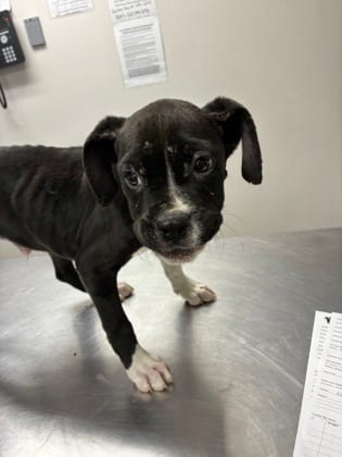 Photo of Burton, adoptable Boxer/Mix in Farmington, New Mexico