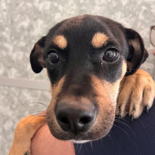Photo of Navidad, adoptable Unknown breed in Rancho Santa Fe, California