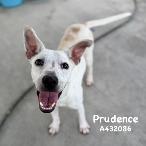Photo of Prudence, adoptable Australian Cattle Dog/Blue Heeler in Conroe, Texas