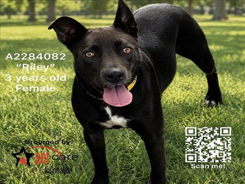 Photo of Riley, adoptable Pit Bull Terrier in Los Angeles, California