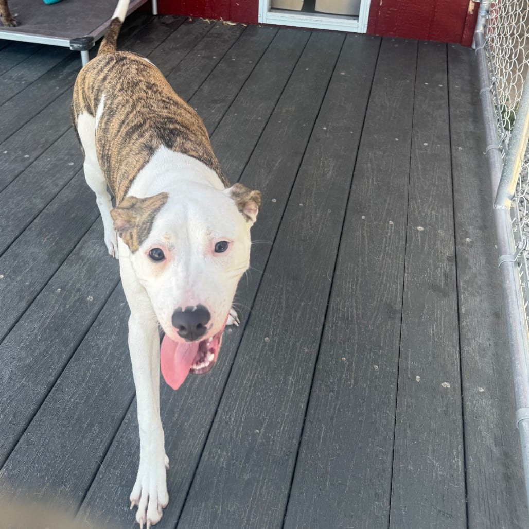 Photo of Blondie, adoptable Mixed Breed (Medium) in Hinesville, Georgia