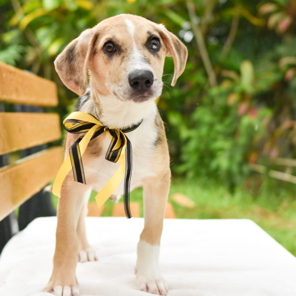 Photo of Charlie Brown, adoptable Mixed Breed (Medium)
