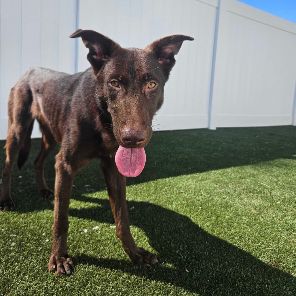 Photo of Brownie, adoptable Mixed Breed (Medium) in Grand Rapids, Michigan